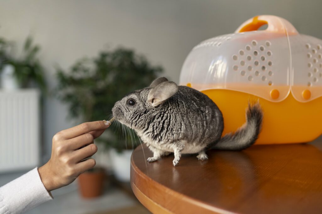 chinchilla clinique vétérinaire du chien rouge