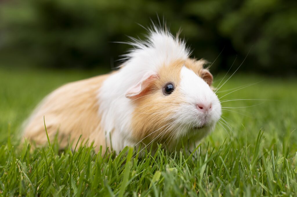 cochon d'inde clinique vétérinaire du chien rouge