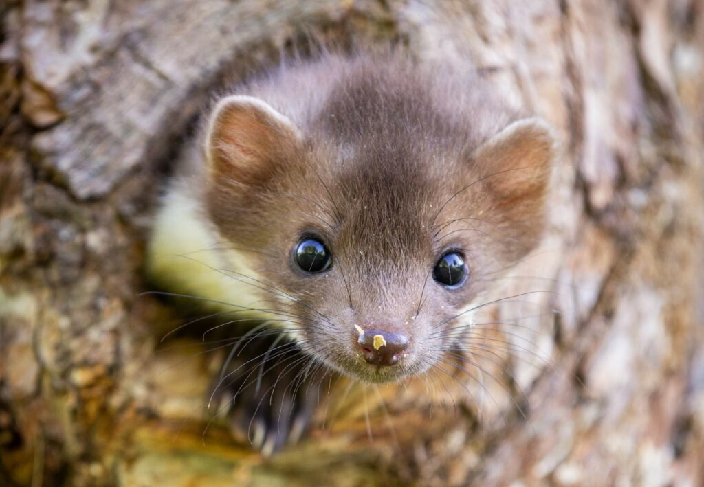 furet, clinique vétérinaire du chien rouge