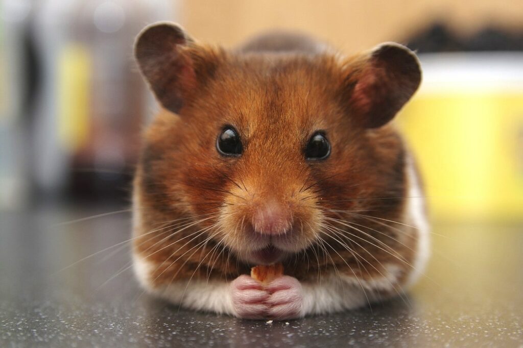 hamster clinique vétérinaire du chien rouge