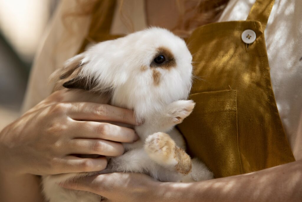 lapin clinique vétérinaire du chien rouge