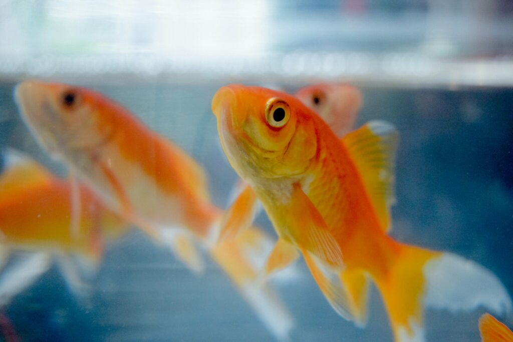 poisson clinique vétérinaire du chien rouge