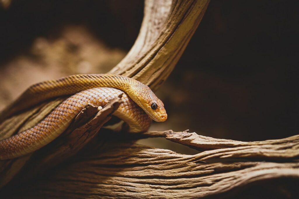 serpent clinique vétérinaire St Victor