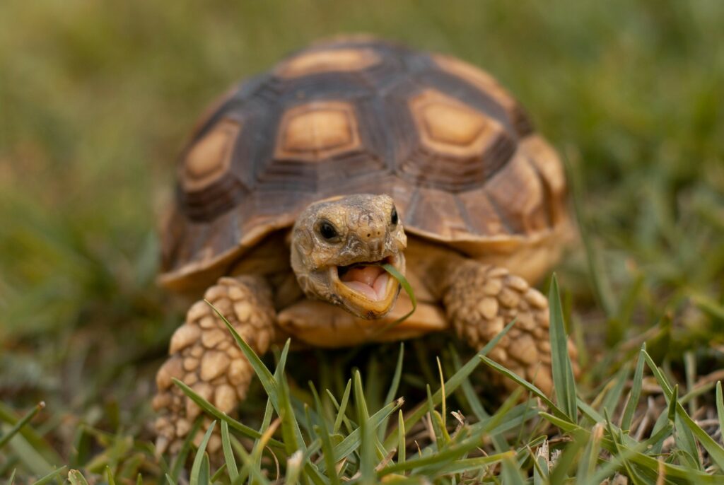 tortue clinique vétérinaire du chien rouge